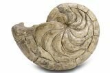 Fossil Nautilus (Aturia) - Boujdour, Morocco #306922-1